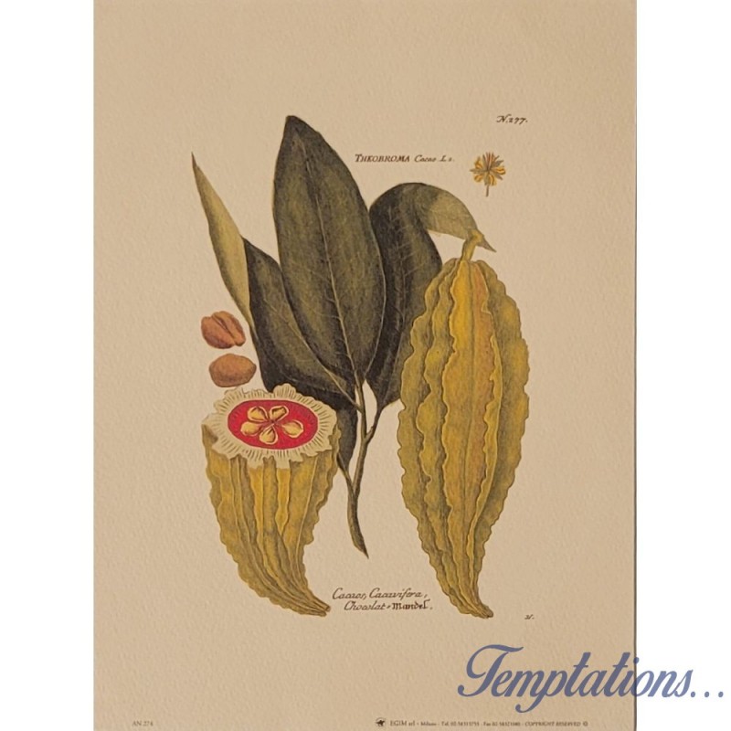 Image " Cacaos, Cacaviferas : Chocolat” J. W. Weinmann