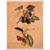 Image  "Botanique de prunes et de cerises" Fabrice de Villeneuve