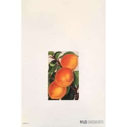 Carte Rossi "Abricots"