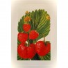 Carte Rossi "Fraises"