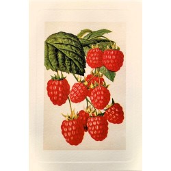 Carte Rossi "Framboises"