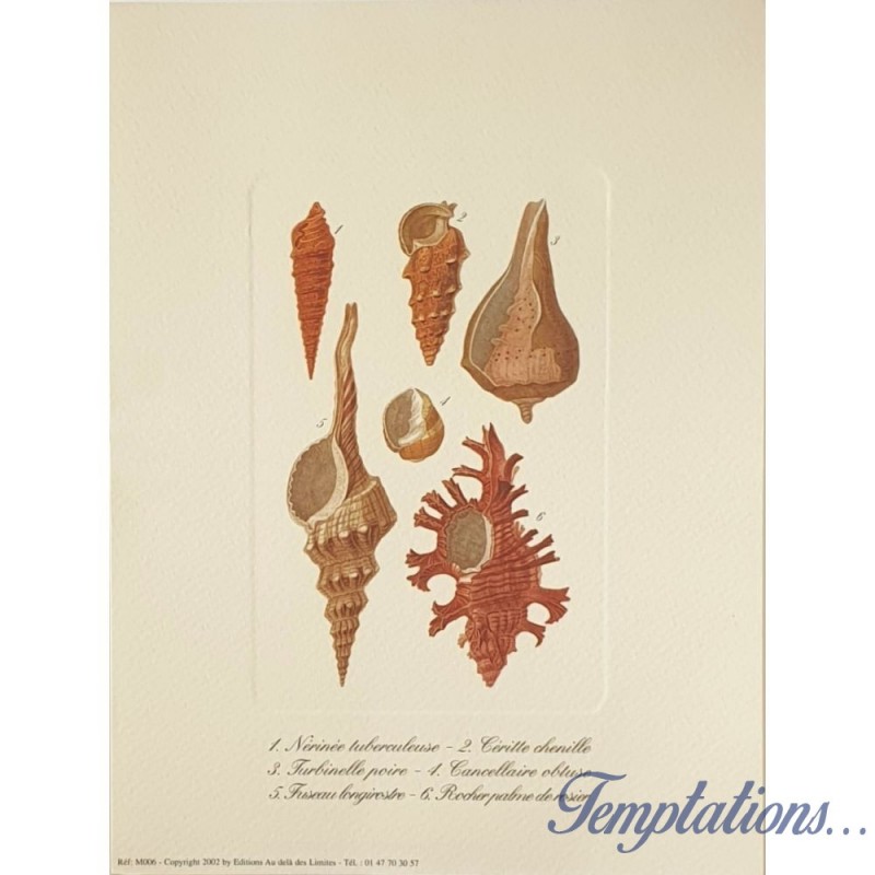 Image"Planche de mollusques"