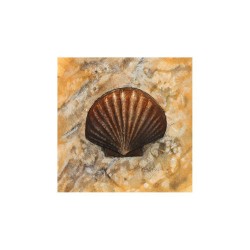 Image "Scallop" Arnie Fisk