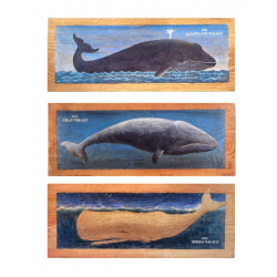 Lot de 3 Images de Baleine