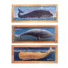 Lot de 3 Images de Baleine